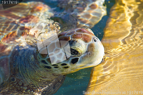 Image of Sea Turtle Eyes and Face