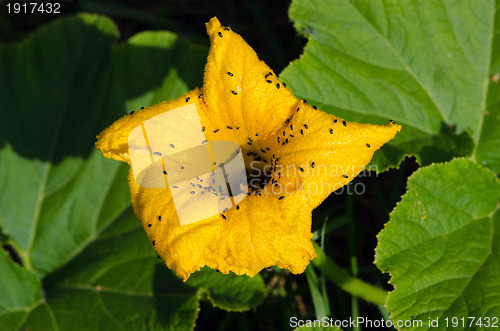 Image of Yellow pumpkin bloom little bugs 