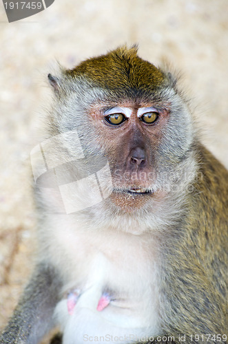 Image of monkey