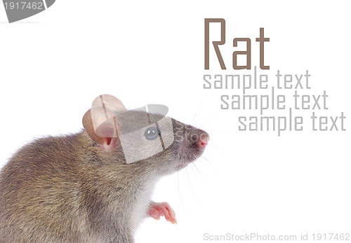 Image of rat 