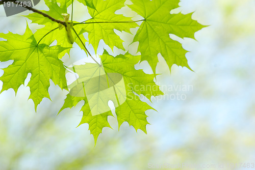 Image of leaves background 