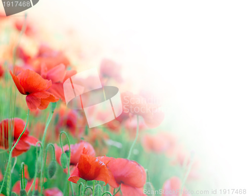 Image of closeup of red poppy on cereal field