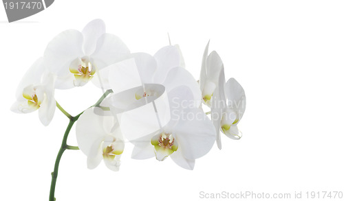 Image of white orchids