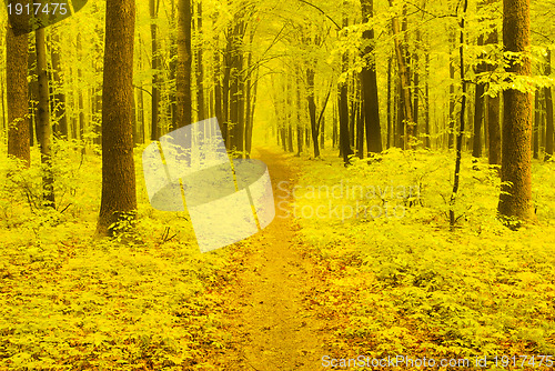 Image of Autumn Pathway                              