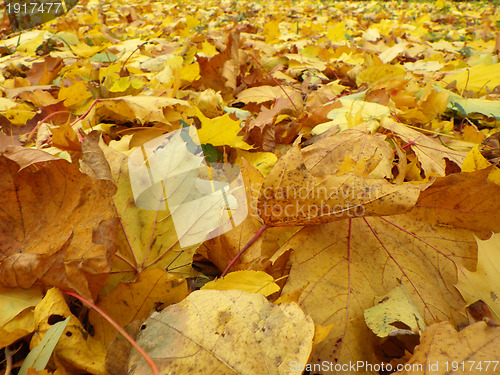 Image of autumn leaves