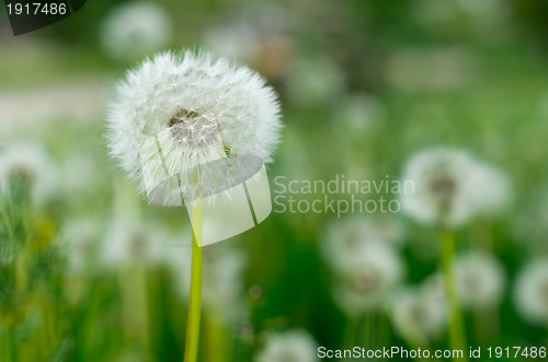 Image of dandelions 