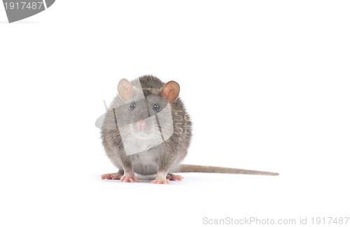 Image of rat  