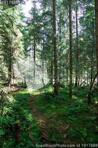 Image of green forest 