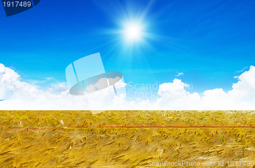 Image of Field of wheat over blue sky