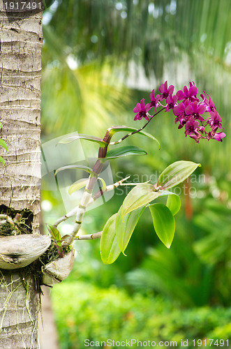 Image of  orchid 