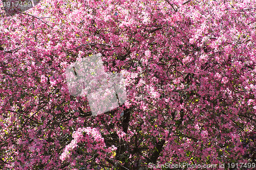 Image of cherry flower    