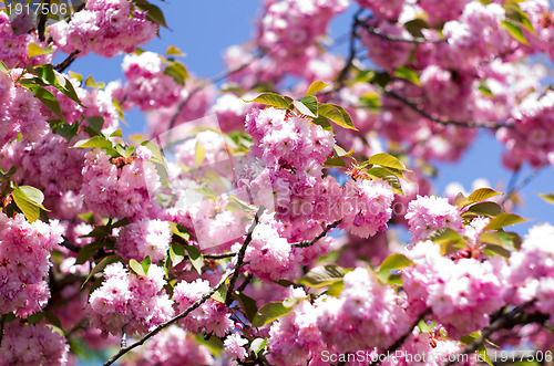 Image of cherry flower    