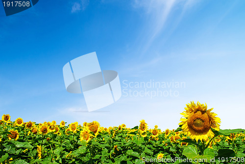 Image of sunflower 