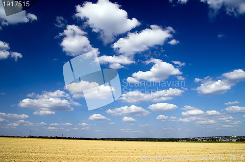 Image of Field of wheat 