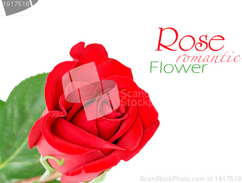 Image of Red rose with leaves isolated on white