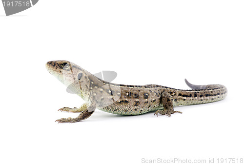 Image of lizard 