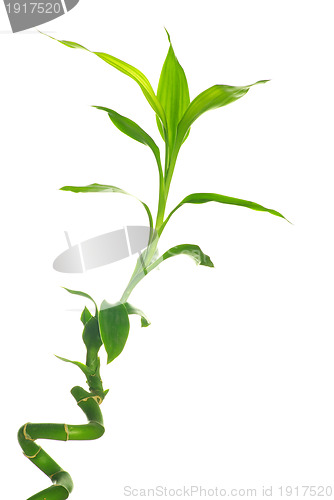 Image of  bamboo 