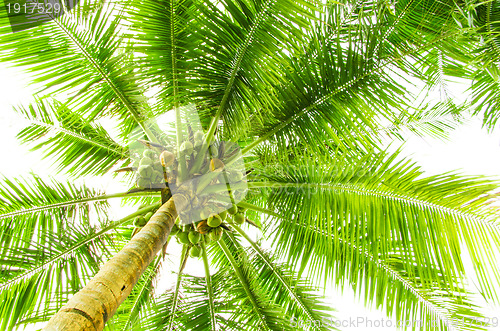 Image of Leaves of palm tree