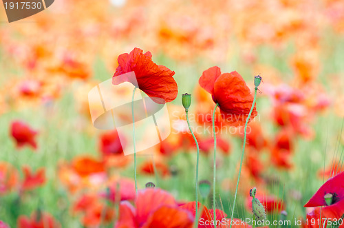 Image of  red poppy 
