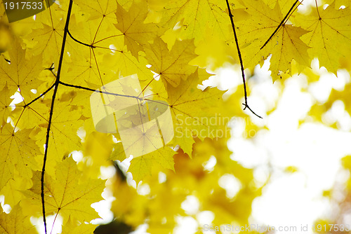 Image of autumn leaves 