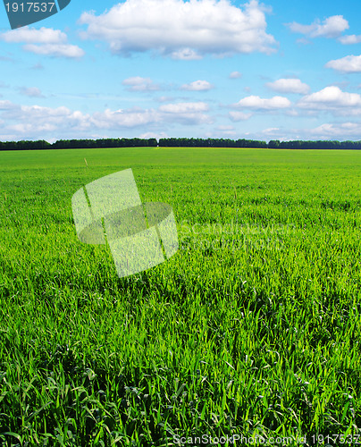 Image of green field