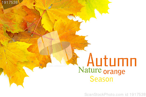 Image of autumn leafs