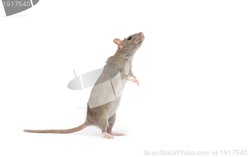 Image of rat 