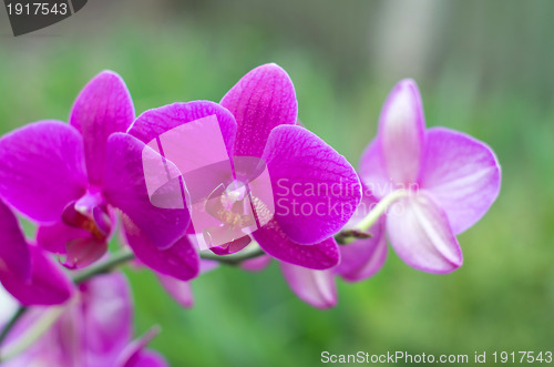 Image of orchid 