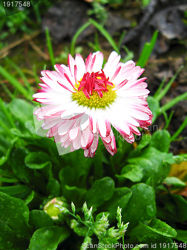 Image of Beautiful pink flower of a daisy