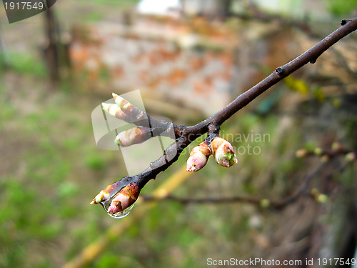 Image of Young sprouts of a tree in the spring