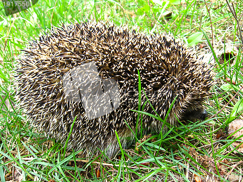Image of The hedgehog in a grass