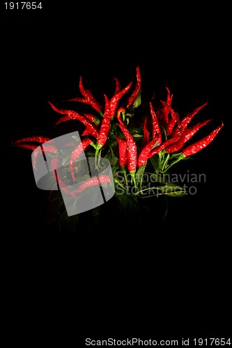 Image of chili isolated on the black