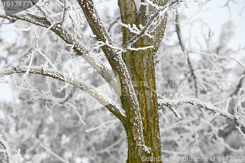 Image of Winter tree