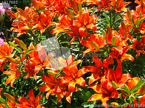 Image of beautiful red lilies