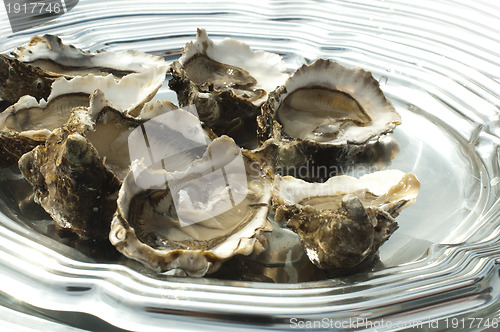 Image of Oysters on a silver platter