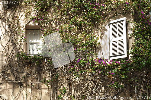 Image of Windows and wall with ivy