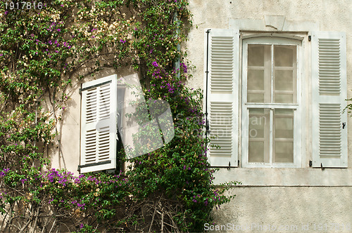 Image of Windows and wall with ivy