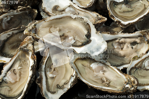 Image of Oysters on a silver platter
