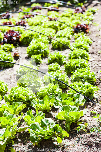 Image of Vegetable Garden