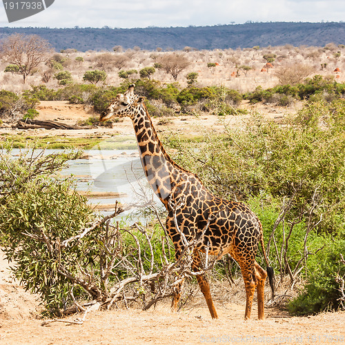 Image of Free Giraffe in Kenya