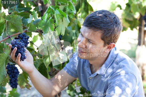 Image of young man at a vineyard