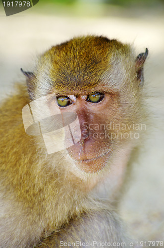 Image of monkey 