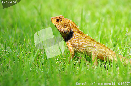 Image of  lizard