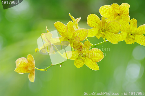 Image of orchid 