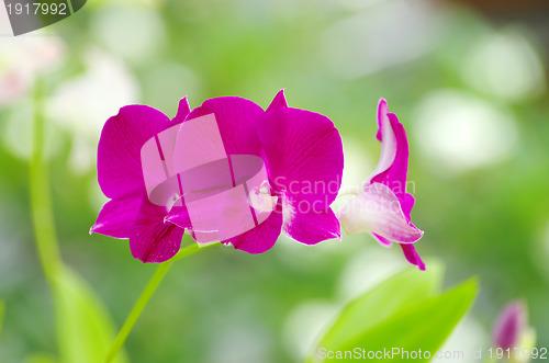 Image of  orchid 