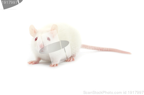 Image of white rat 