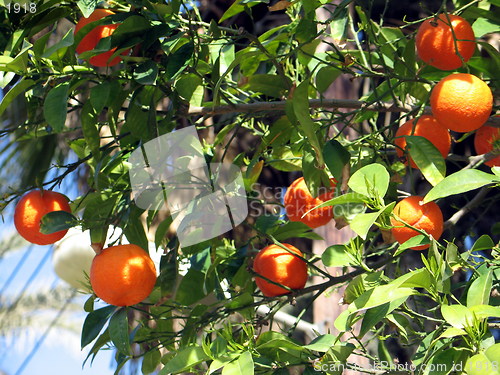 Image of Tangerine tree