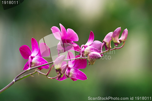 Image of  orchid 