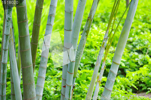 Image of Bamboo 