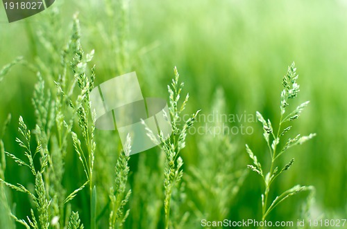 Image of  grass 